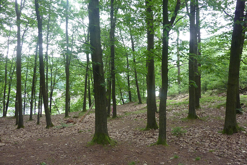 Wald